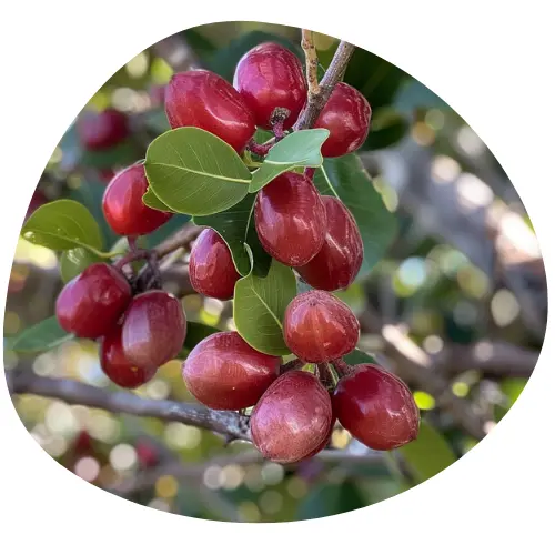 Ekstrakt z owoców Terminalia Ferdinandiana