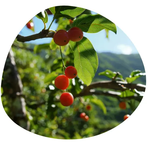 Korzeń Wiśni Zimowej (Ashwagandha)