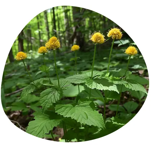 Therapeutic – Ekstrakt z Hydrastis Canadensis