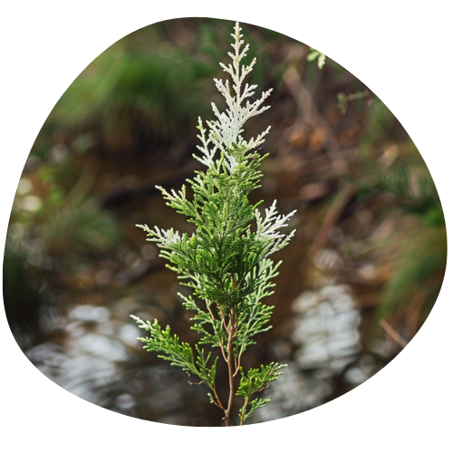 Ekstrakt z liści Białego Cyprysu