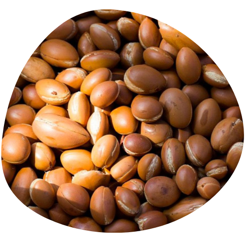 Kemon Argan logo