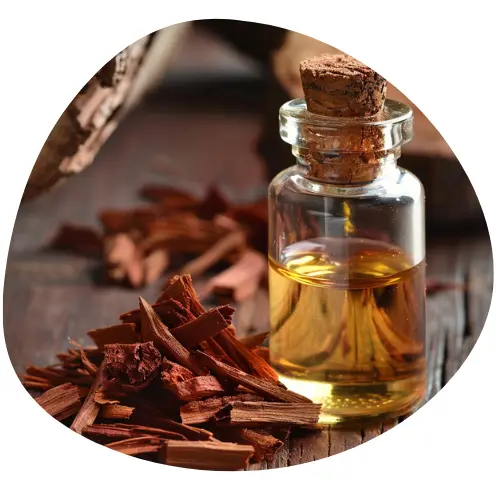 Drzewo Sandałowe (Sandalwood)