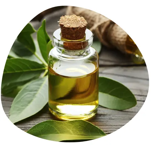 Ekstrakt z Kombuchy (fermentowana herbata)