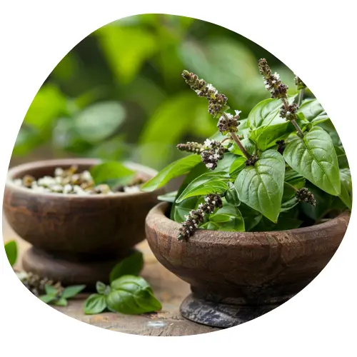 Ekstrakt z Liści Świętej Bazylii (Tulsi)
