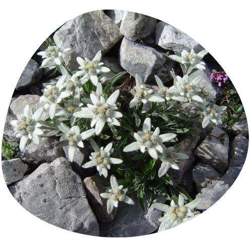 Edelweiss Stem Cell (komórki macierzyste szarotki alpejskiej)