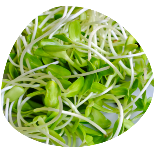 Alga Porphyra Umbilicalis